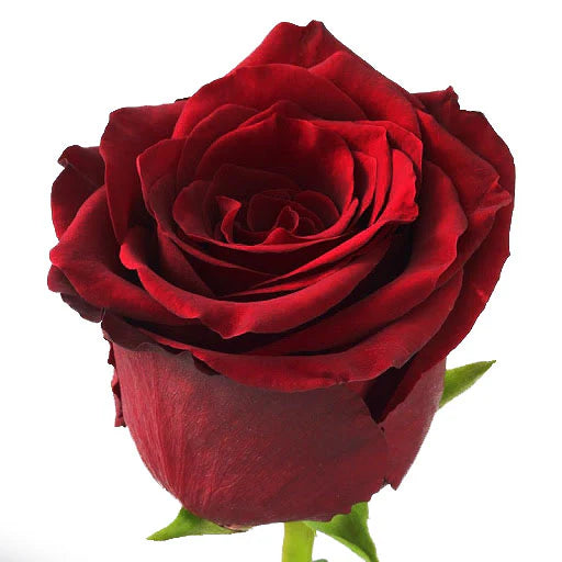 Explorer Deep-Red 25ct