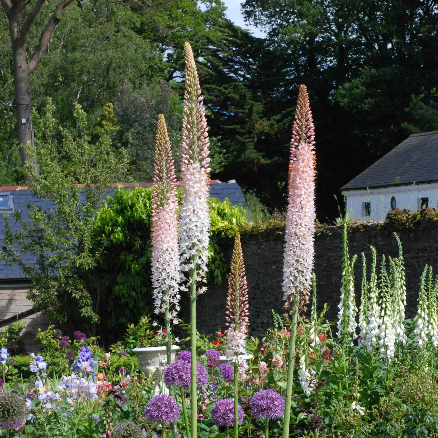 Eremurus 2519