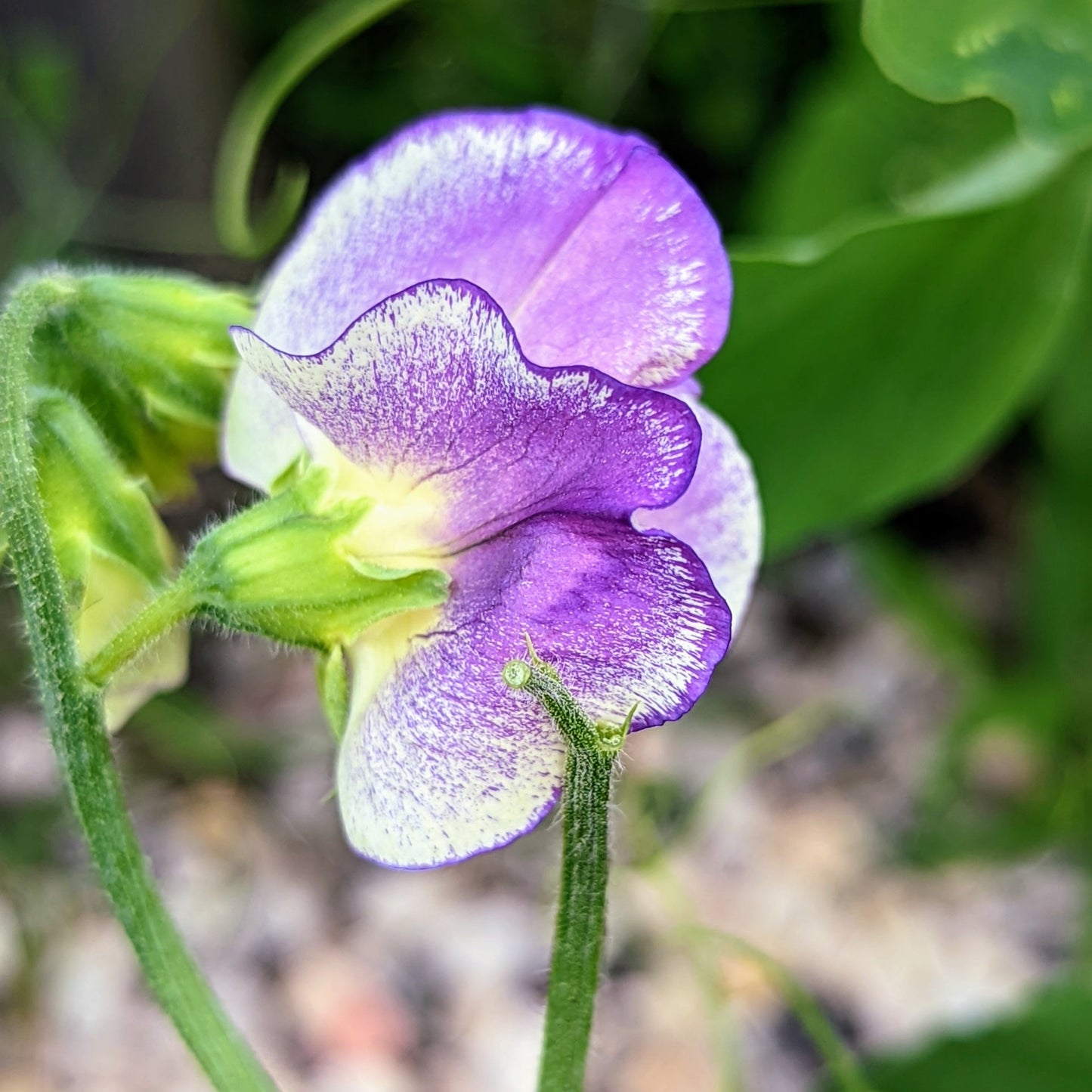 Sweet Pea 1420