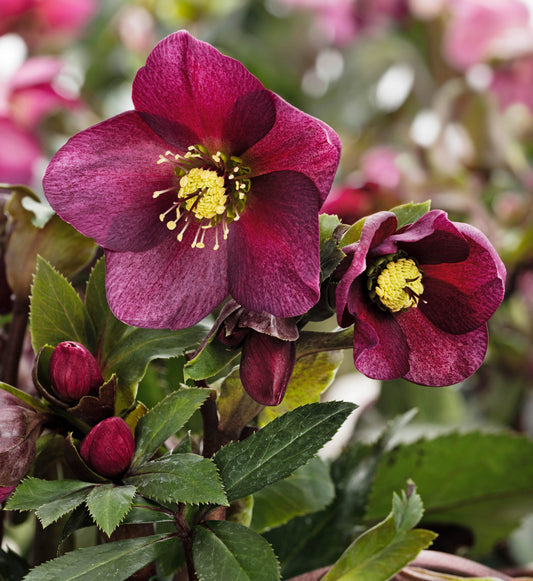 Hellebores Lg. 1293