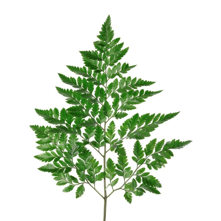 POS de hoja de cuero