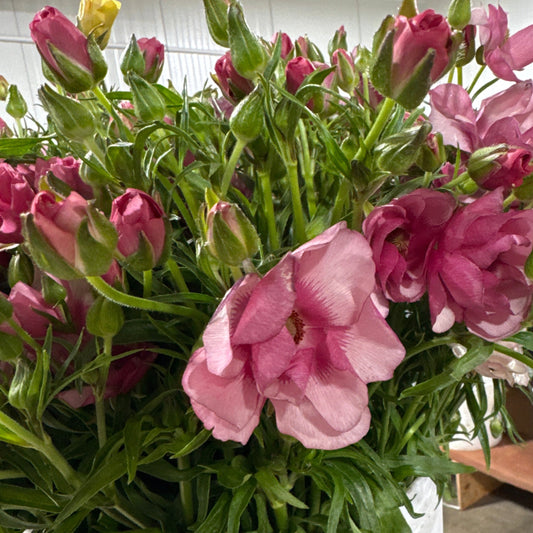 Butterfly ranunculus 1160