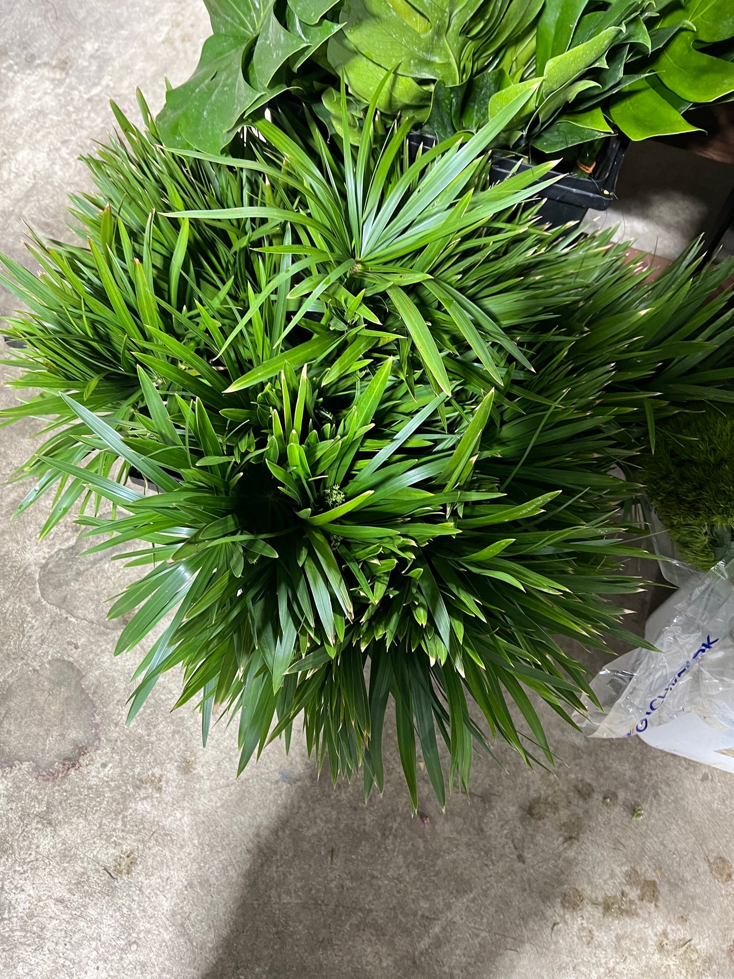 Umbrella Pom 1400