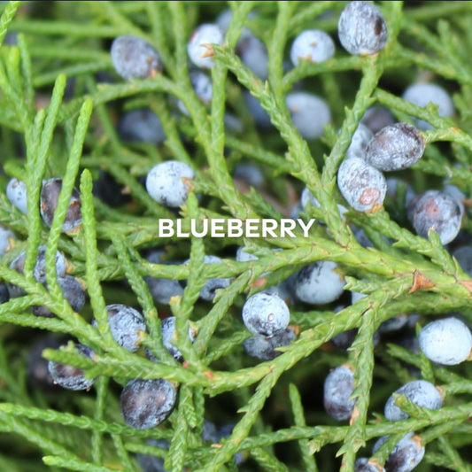 Blueberry 0000
