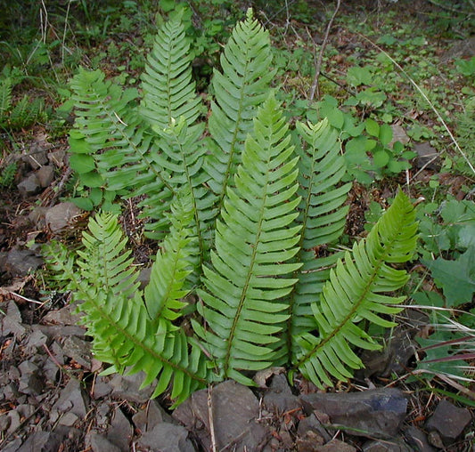 Sword fern 03*500