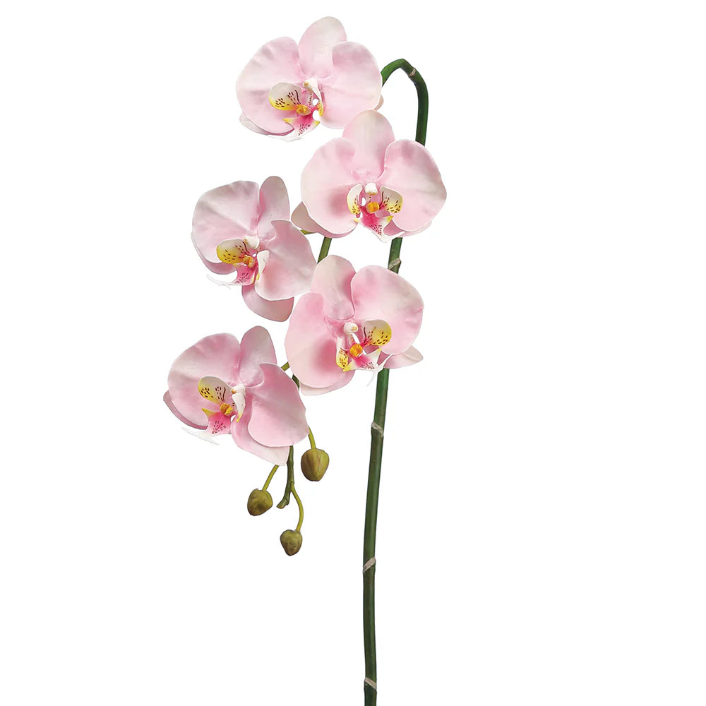 Orchid Stem 111*05