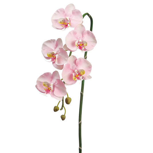 Orchid Stem 111*05