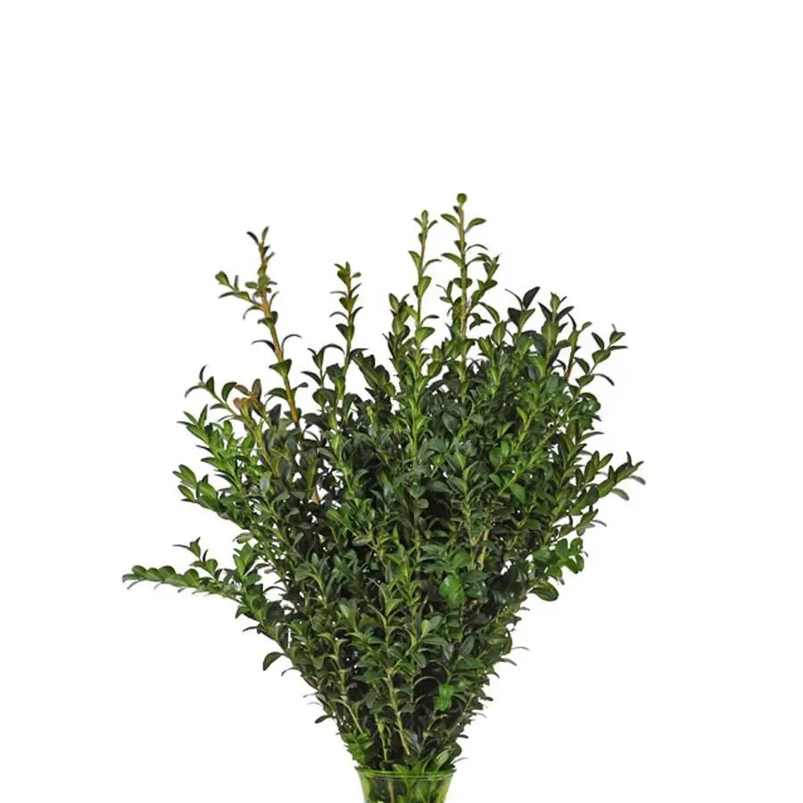 Boxwood 32*502