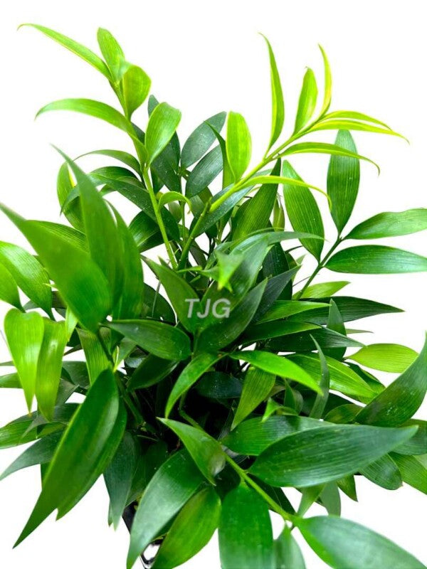 Nagi 03*250