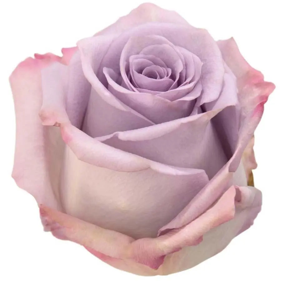 Purple/ Lavender 25ct