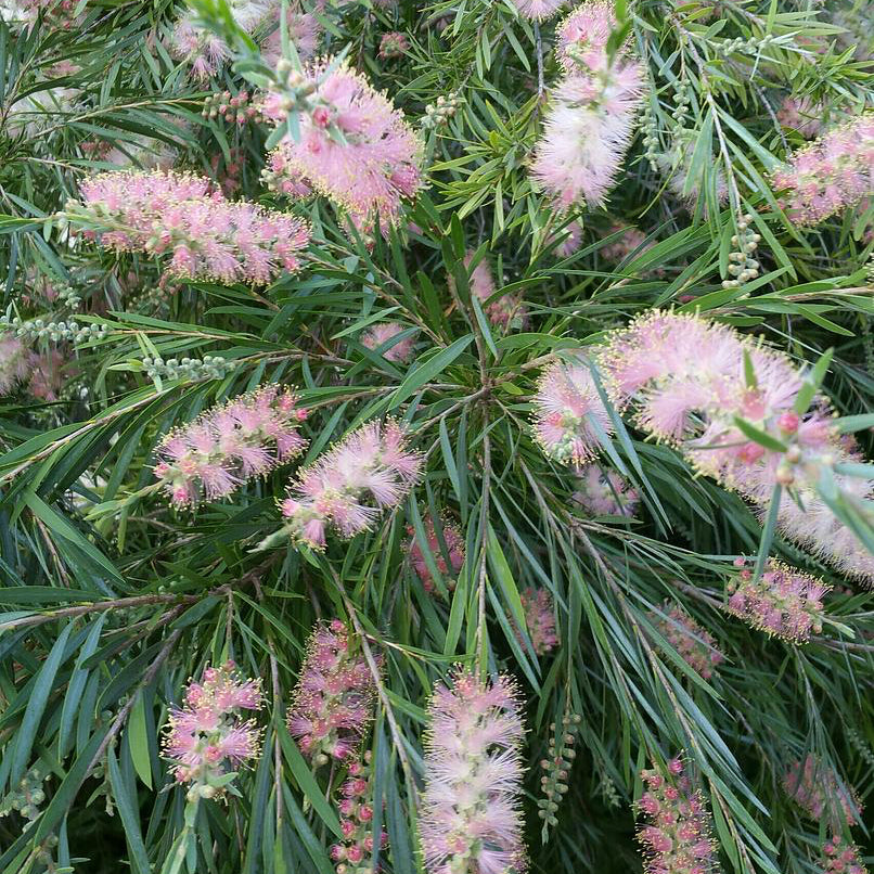 Bottlebrush 13*005