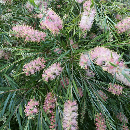 Bottlebrush 13*005