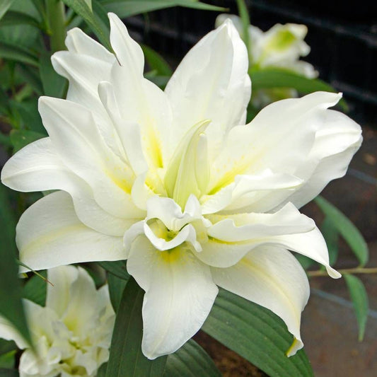 Rose Lily 1273