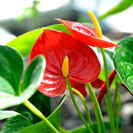 Anthurium 1300
