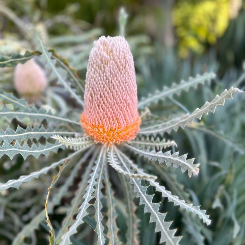 Banksia 3446
