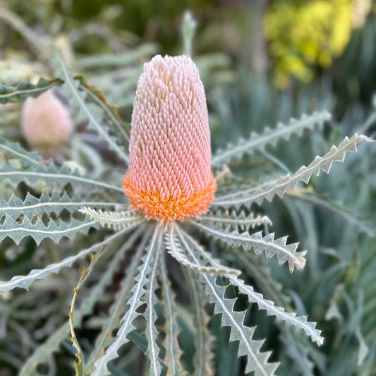 Banksia 3446