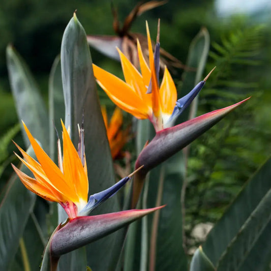 Birds of paradise 0300