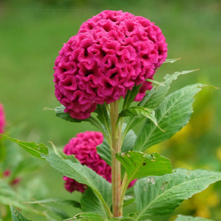 Coxcomb 1320