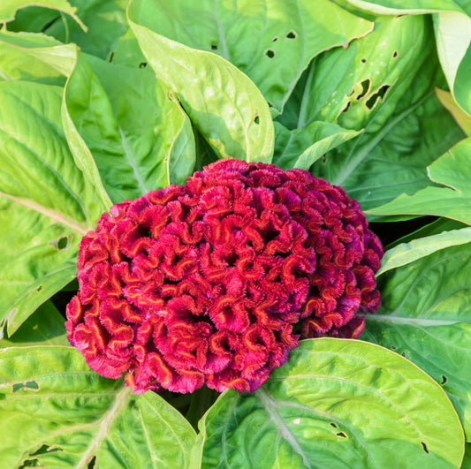 Coxcomb 1320