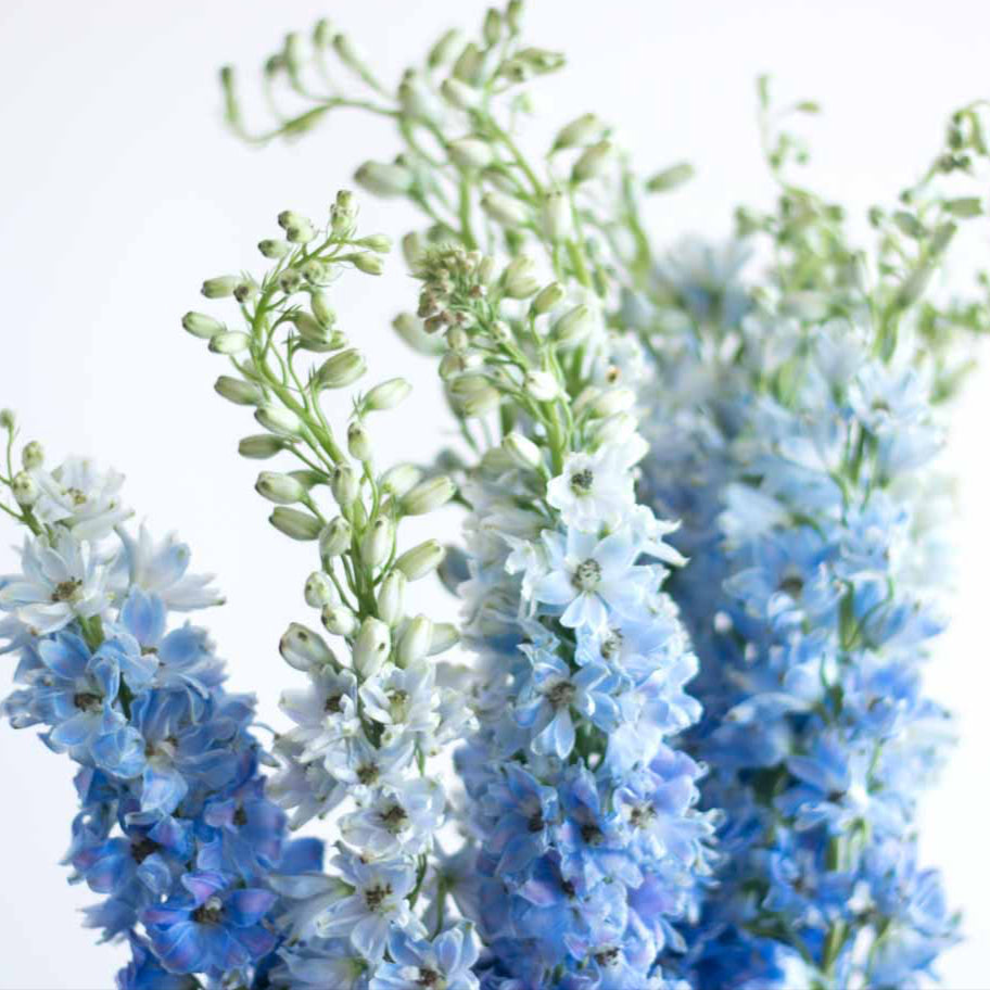 Hybrid Delphinium 0008