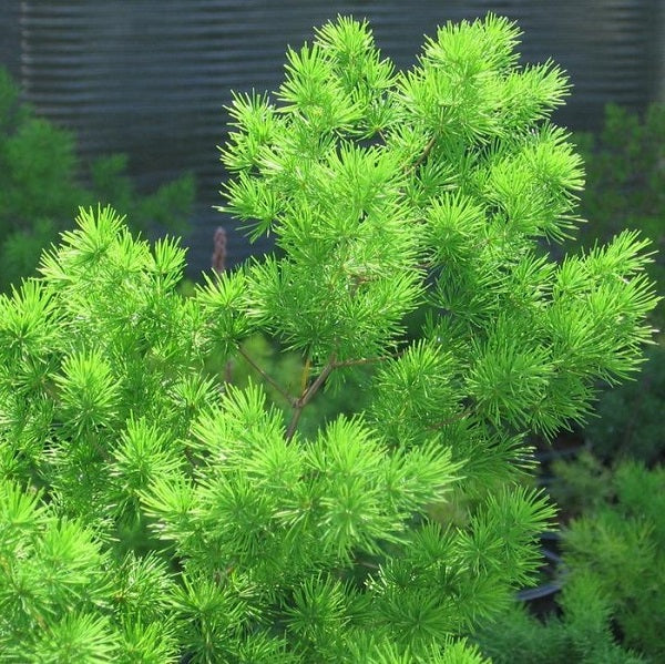 Ming fern 0660