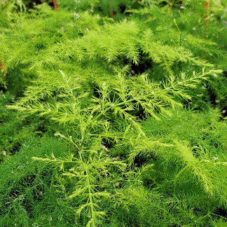 Flor plumosa 33*000