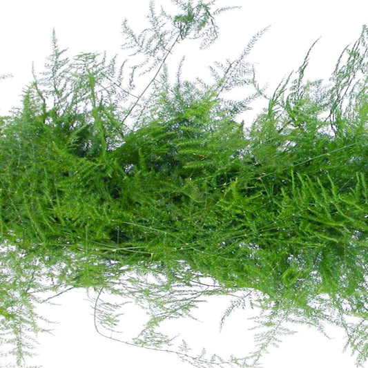 Flor plumosa 33*000