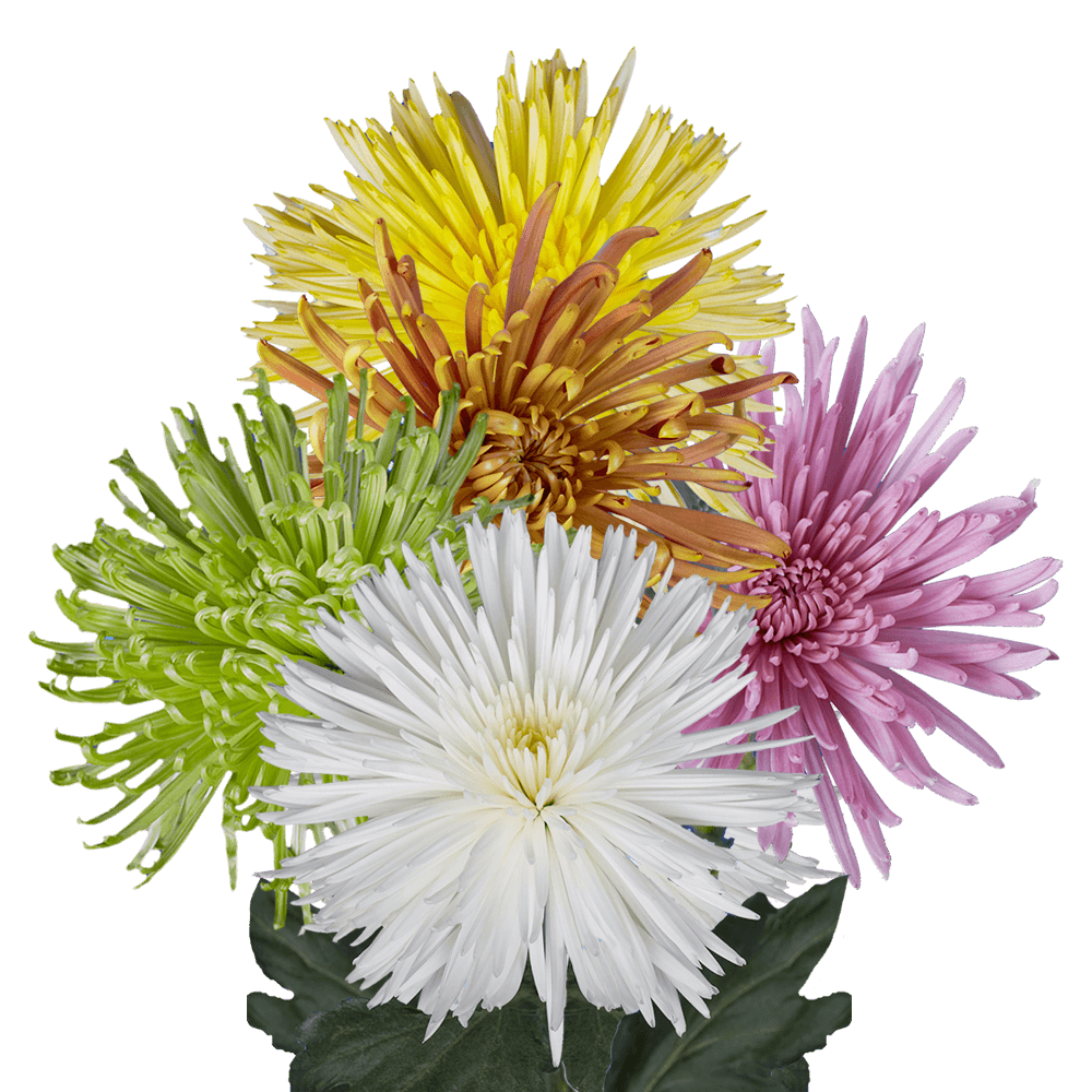 Tinted Spider Mums 1400