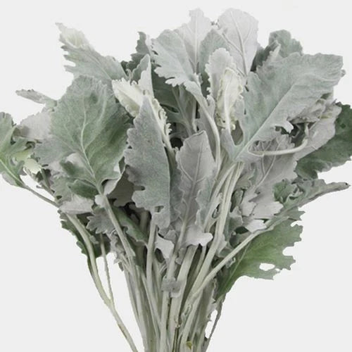 Punto de venta Dusty Miller