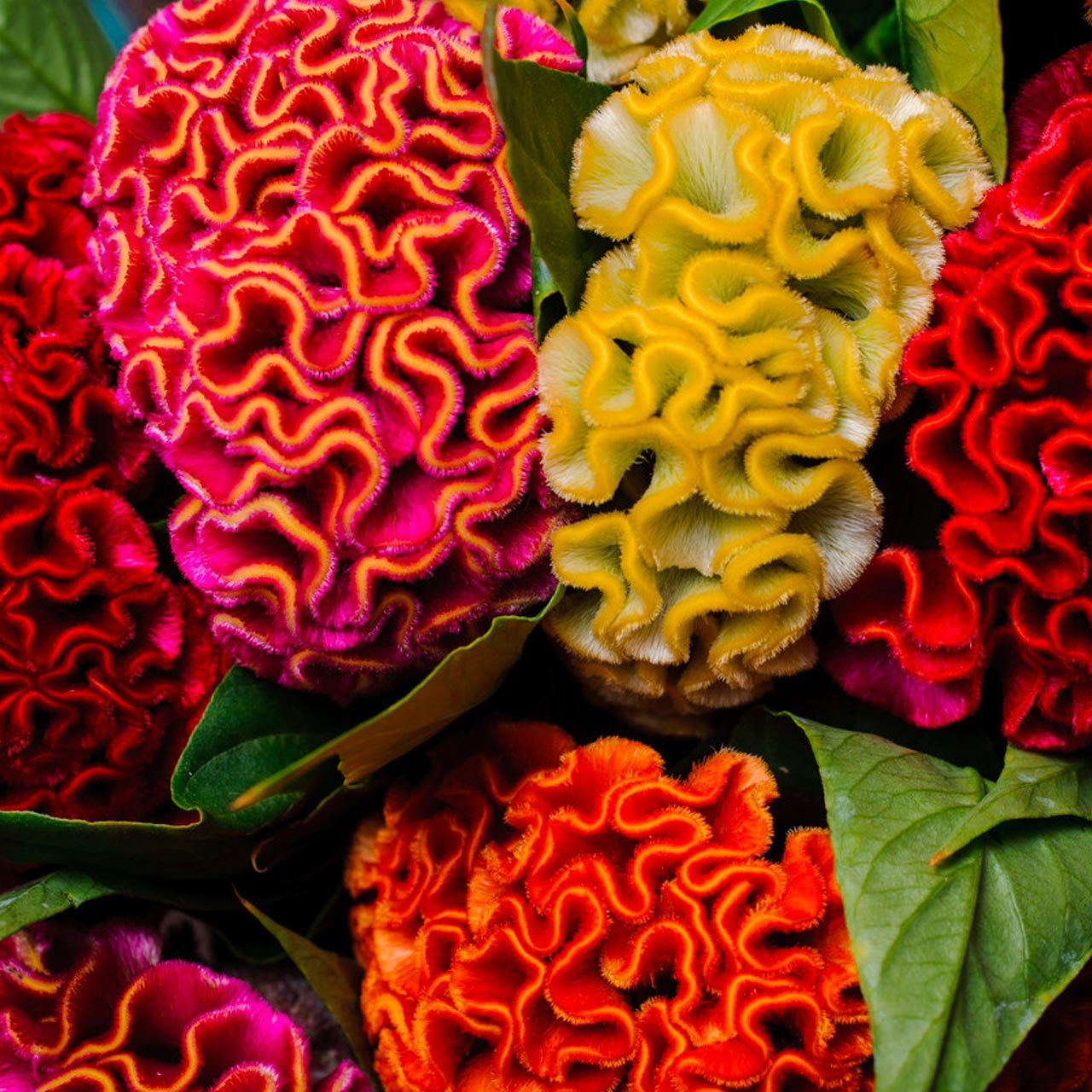 Coxcomb 1320