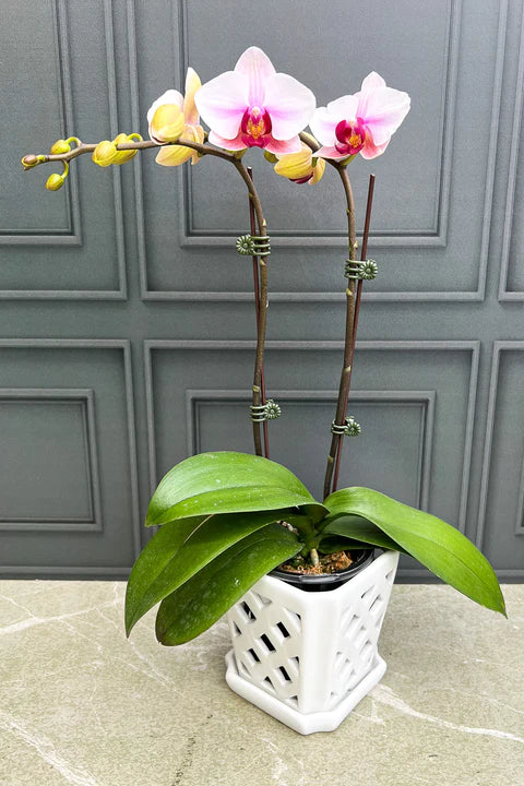 Orquídeas Phalaenopsis*
