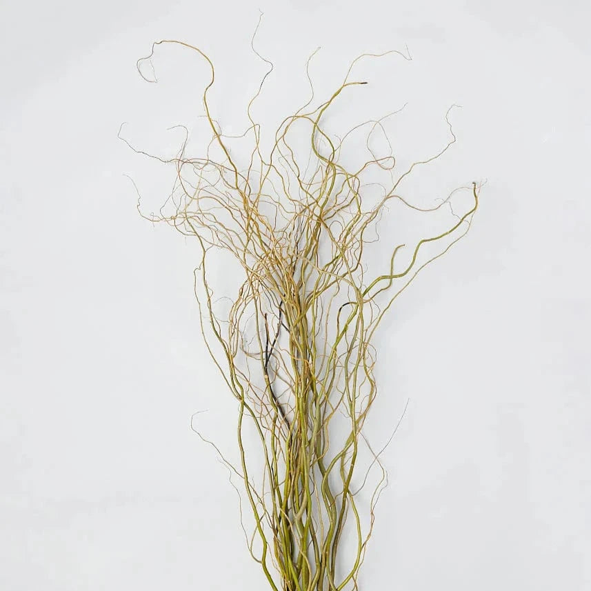 Curly Willow tall 2300