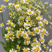 Chamomile 15*102