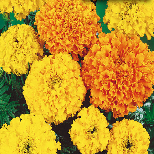 Marigold 23*608