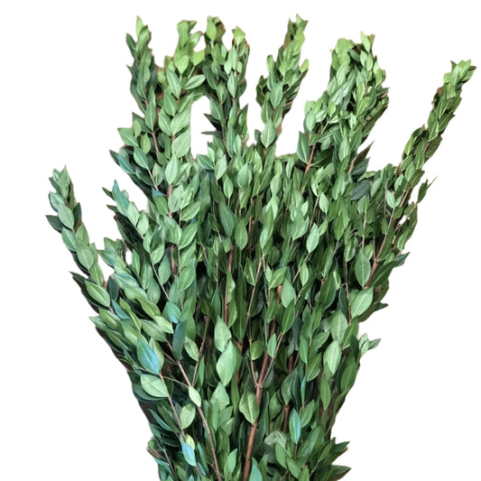 Myrtle 32*506