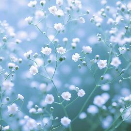 Gypsophilia 3585
