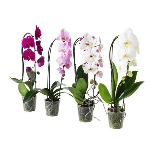 Phalaenopsis Orchids 2445