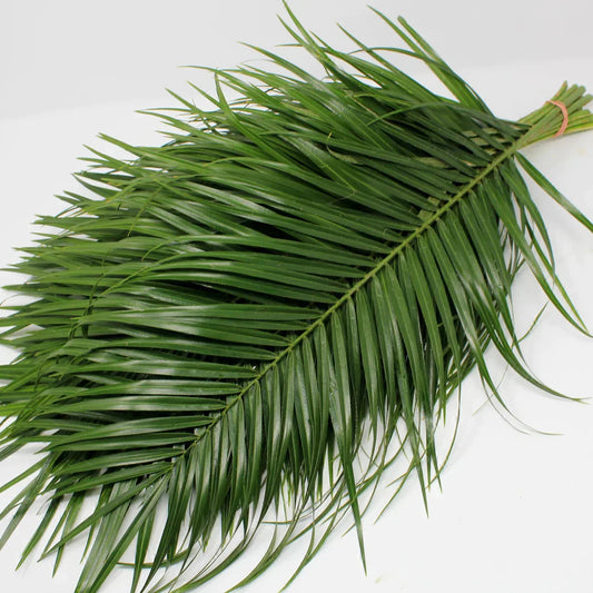 Punto de venta Robellini