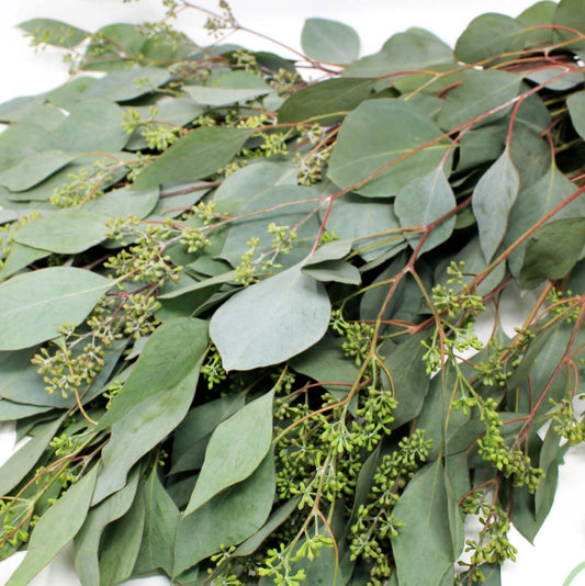 Seeded Eucalyptus 12*506