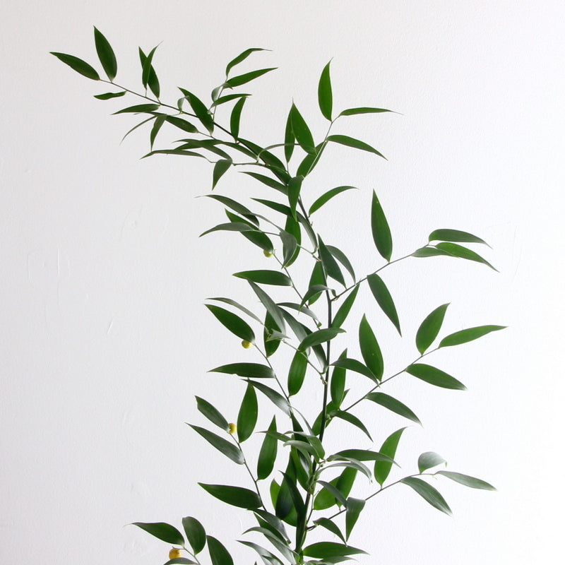 Italian Ruscus*