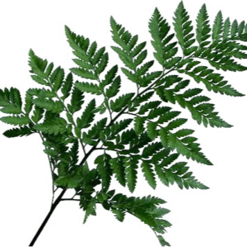 Leather Leaf 2563__1234