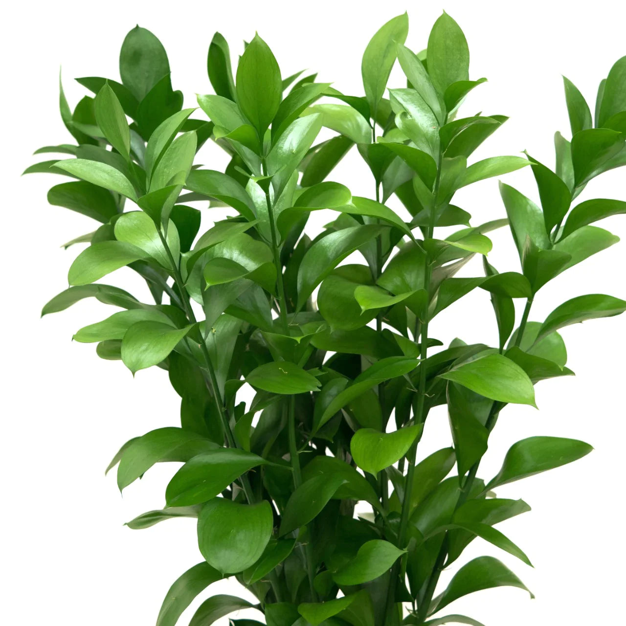 Israeli Ruscus 3530 – New Era Flowers Wholesale
