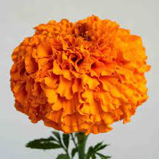 Marigold 23*608