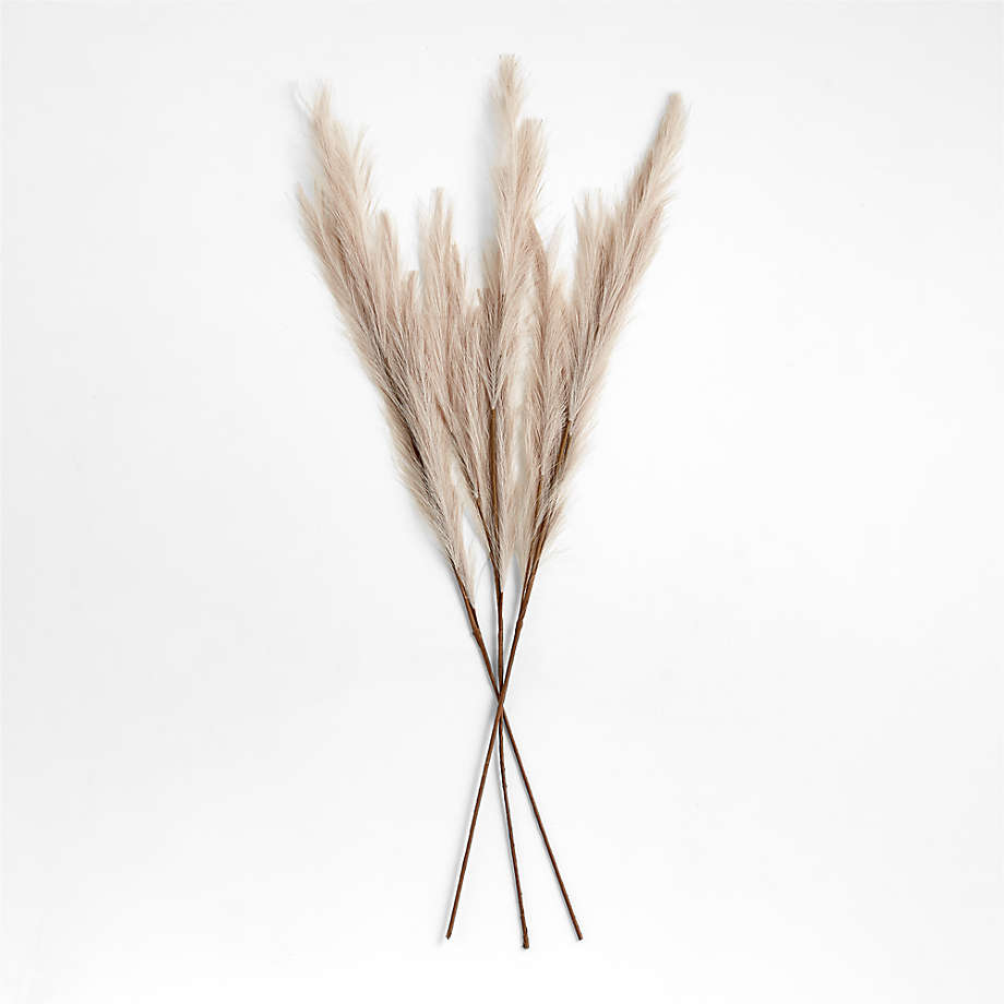 Pampas Grass 1543