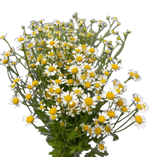 Chamomile 15*102