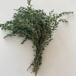 Parvifolia 32*506