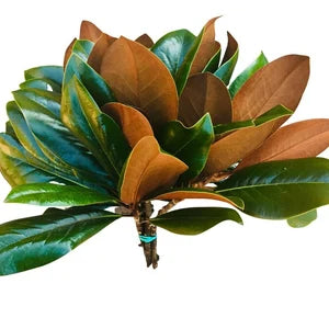 Magnolia 1333