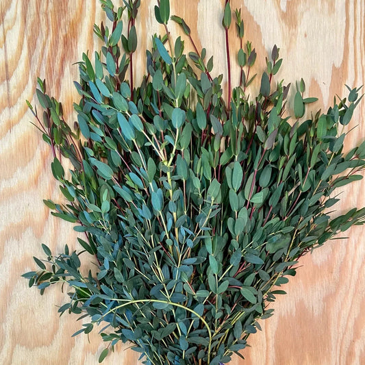Parvifolia 32*506