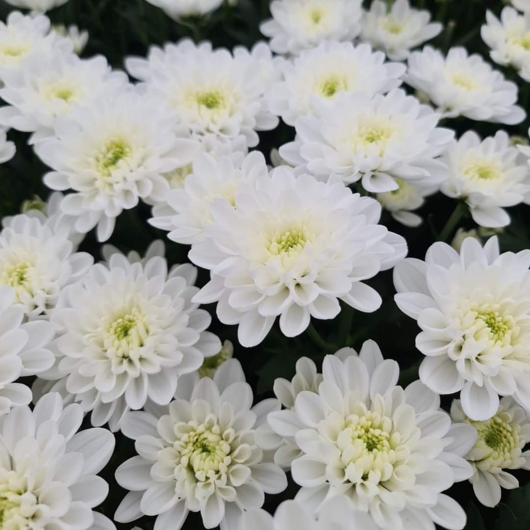 Pom Pom 22*503