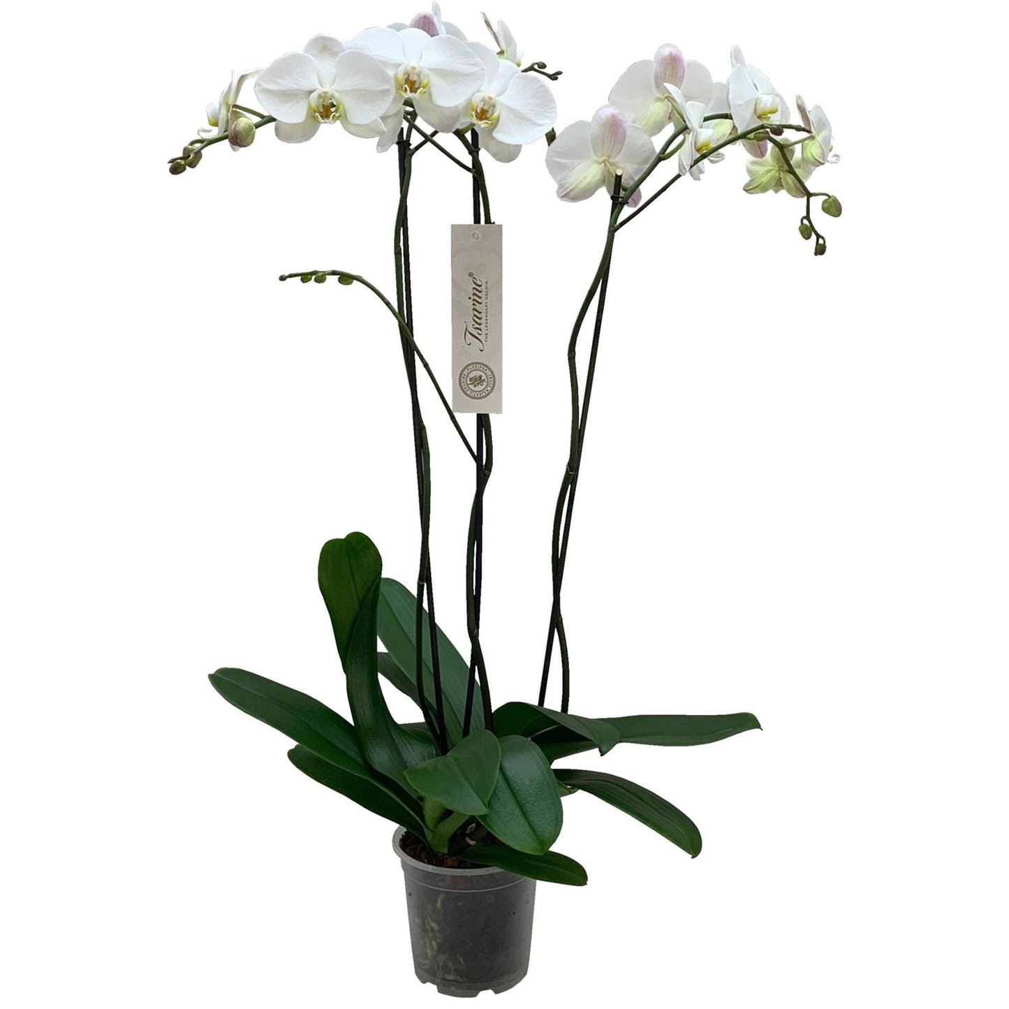 Orquídeas Phalaenopsis*